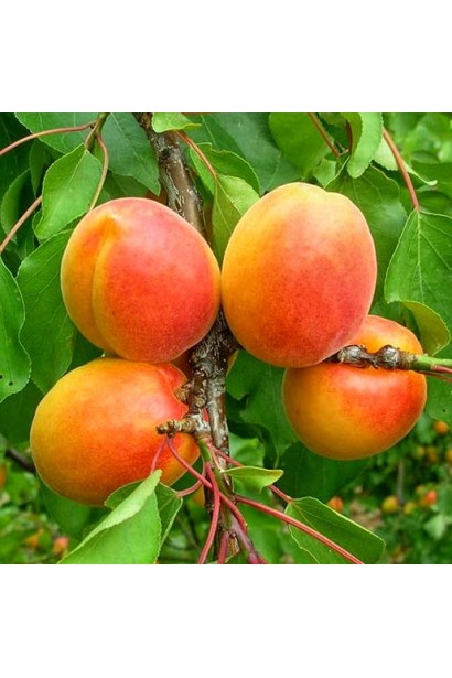 Абрикос колоновидний Зоряний — пізній сорт із великими яскраво-помаранчевими плодами